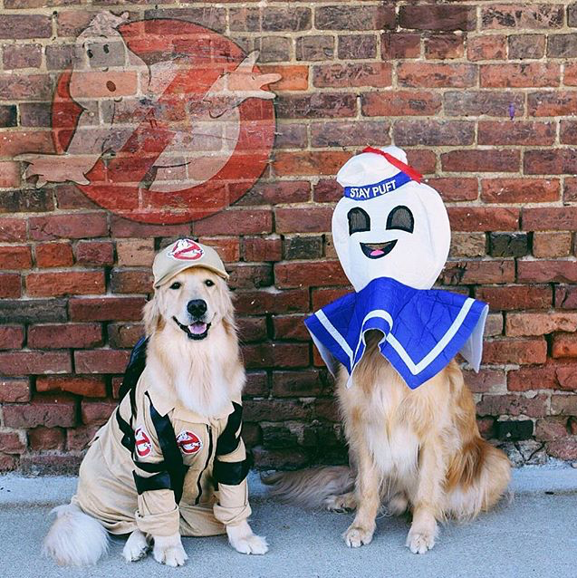 20 Pawsome Halloween Dog Costumes My Pit Bull Friend